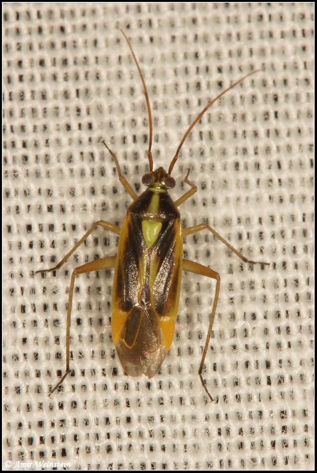 Heteroptera d''Israele